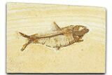 Detailed Fossil Fish (Knightia) - Wyoming #367483-1